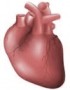 Consejos para el buen funcionamiento del corazón