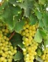 ¿Para qué sirven las hojas de uva como planta medicinal?