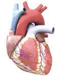 Consejos saludables a fin de prevenir accidentes cardiovasculares