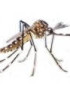 ¿Qué organismo es el agente causal del dengue?