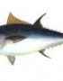 Importancia del atún en el organismo
