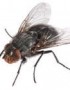 ¿Qué pasa si uno se come una mosca viva o muerta?