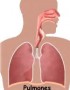 ¿Qué pasa cuando te deja de funcionar un pulmón?