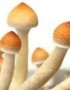 ¿Qué pasa si consumo hongos alucinógenos?
