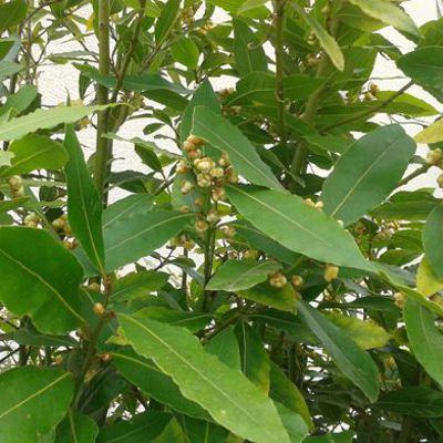 Ejemplos de árboles medicinales y sus hojas que curan