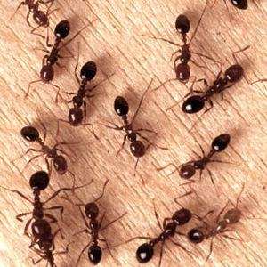 ¿Qué pasa si me como unas hormigas vivas?