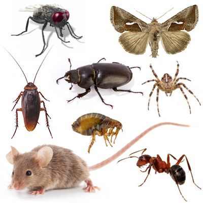 ¿Cómo eliminar insectos del hogar?