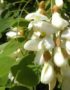Propiedades y usos medicinales de la planta acacia falsa