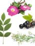Plantas medicinales que curan el reumatismo para sanar el reumatismo
